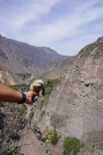 Peru! Colca Canyon Trek